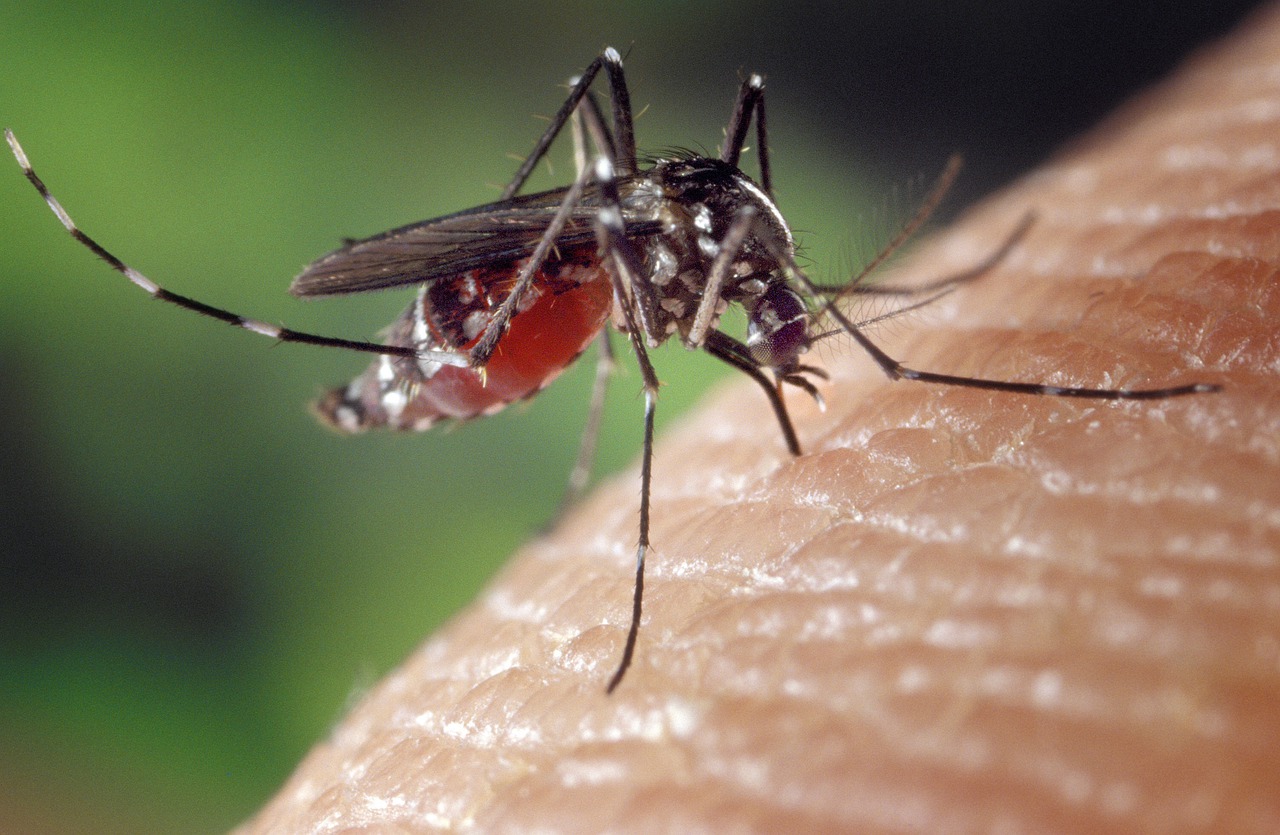 Piège à phéromone moustique : la meilleure solution pour se débarrasser des  moustiques ? - PG Distribution