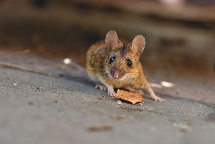Nasse à souris rectangulaire - Piège à souris - PG Distribution